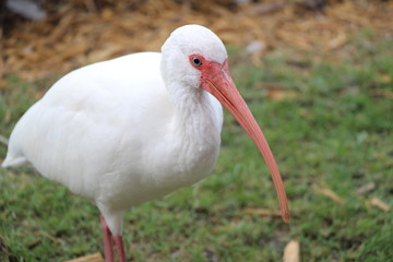 white ibis bird standing still