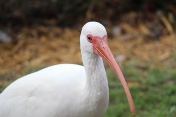 white ibis bird standing still