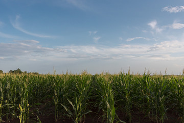 Close-up of Cornfield with Blue Sky and Horizon Clouds