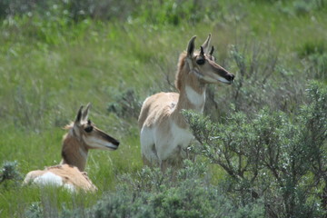Fototapeta premium pronghorn