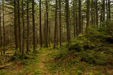 Fototapeta na wymiar Appalachian Trail in the Spruce-fir Forest in Virginia.