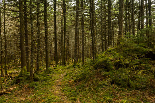 Appalachian Trail In The Spruce-fir Forest In Virginia.