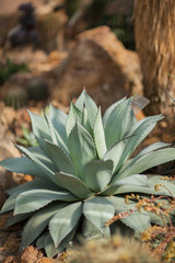 beautiful grown agave cactus, sukkulent, close up, can be used as background