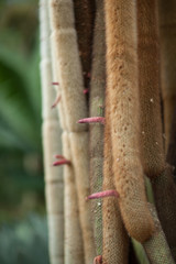Close up detail of a beautiful and impressive big vertical grown succulent cactus with flowers, blossom, can be used as background