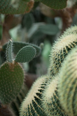 Different kinds of beautiful and impressive cacti, cactus, can be used as background