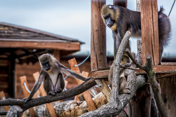 Maddrill Monkey