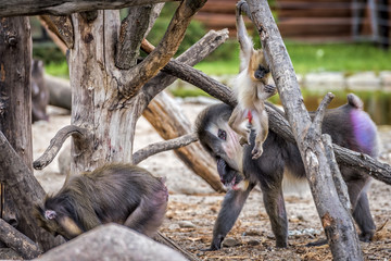 Maddrill Monkey