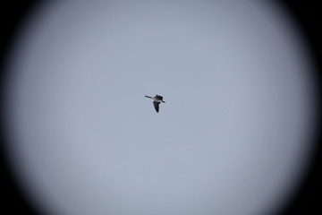 goose