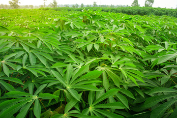 Fototapeta na wymiar Cassava plantation Northeast of Thailand