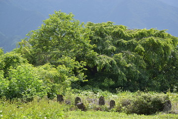 休耕田、忘れられた地蔵