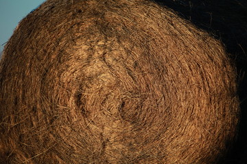 hay