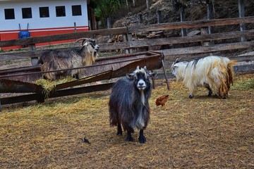 Miniature long haired pet goats with horns in rural farm by zipline tour near Puerto Vallarta...
