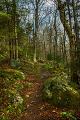 Fototapeta na wymiar Appalachian Trail leading to the Spruce-fir Forest on Mount Rogers in Virginia.