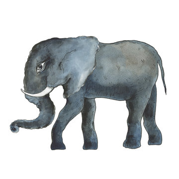 Elephant. Hand drawn, hand painted watercolor illustration. White background