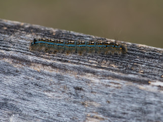 Tent caterpillar