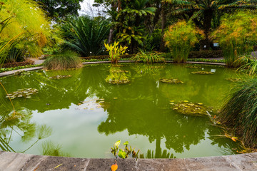PUERTO DE LA CRUZ, TENERIFE / SPAIN - FEBRUARY 26 2018: Pond with green water