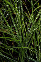 Fototapeta premium Dew on Grass