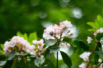 Mountain Laurel, Pennsylvania State Plant / Flower