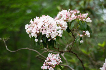 Mountain Laurel, Pennsylvania State Plant / Flower