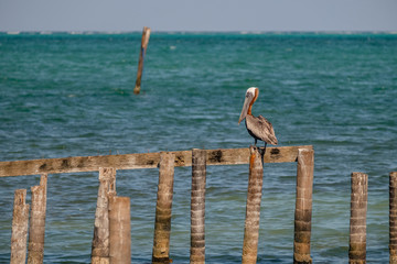 Brown pelican on some old piers