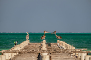 Three brown pelicans on an old pier