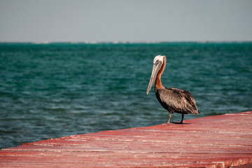 Brown pelican on a red dock