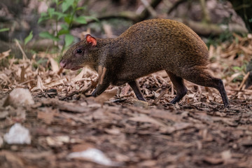A Central American agouti foraging for food