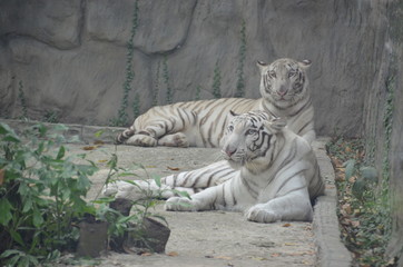 white tiger vietnam
