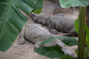 crocodile asia