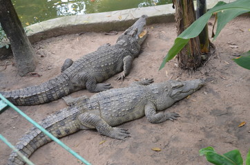 crocodile asia