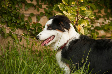 Australian Shepherd outdoor portrait in nature