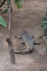 crocodile asia
