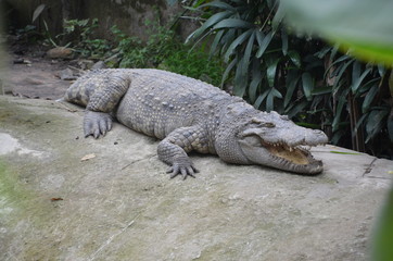crocodile asia