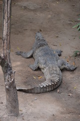 crocodile asia