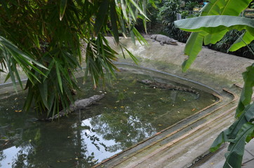 Fototapeta premium crocodile asia