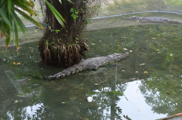crocodile asia