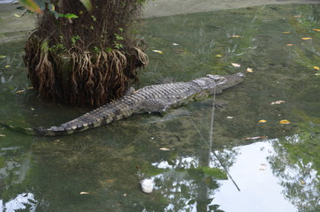 crocodile asia