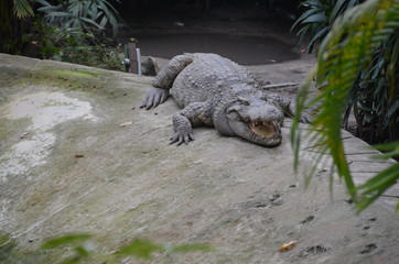 crocodile asia