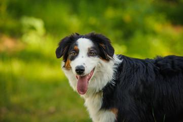 Australian Shepherd outdoor portrait against greenery