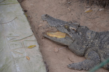 crocodile asia