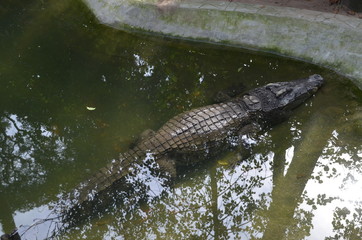 crocodile asia
