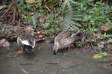 duck