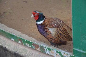 bird pheasant