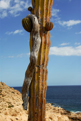 saguaro cactus growing up with driftwood hanging from one branch on rocky coastline with sea,...