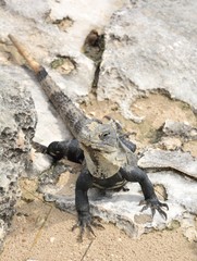 Iguana3