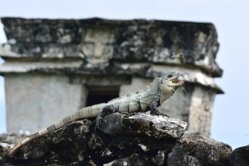 Iguana8