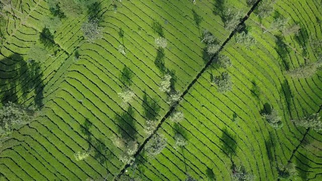 Overhead drone shot flying over beautiful lush green tea fields on plantation in mountains central Java, Indonesia