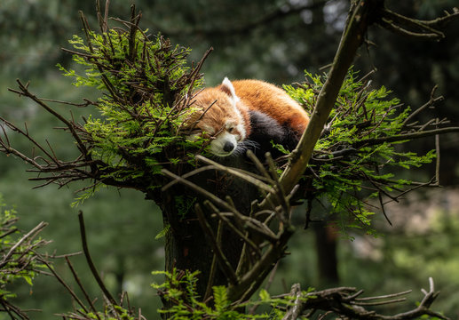 Red Panda Asleep In Tree