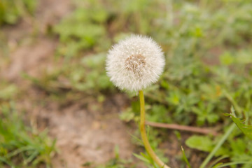 Dandelion. Yellow flower. Flowering dandelion.