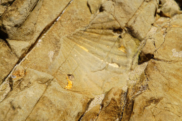 Clam fossils from the miocene era